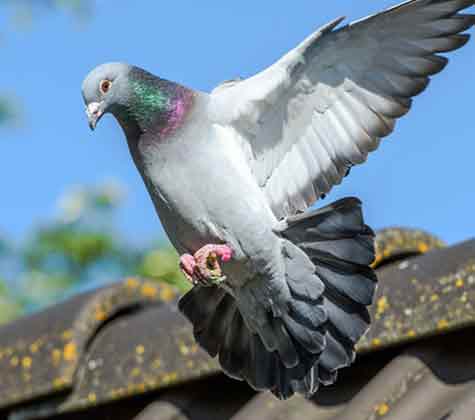 bird removal service in adelaide2