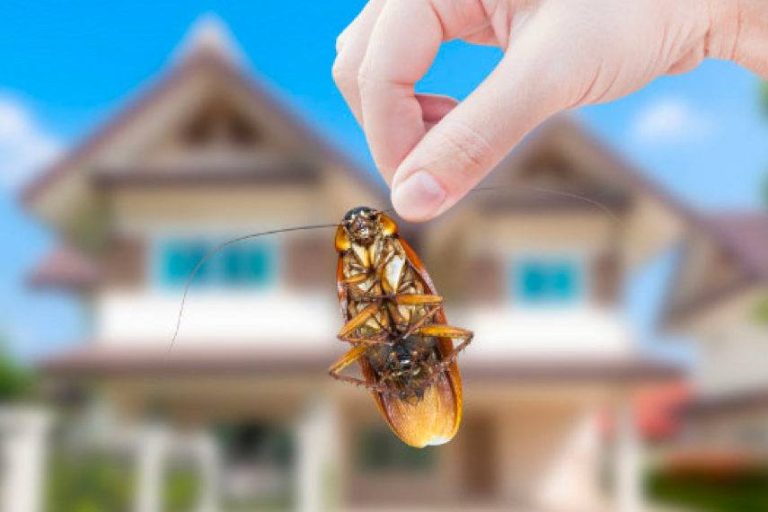 cockroach e 768x512