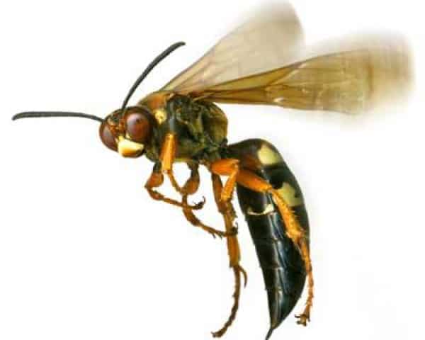 high quality wasp 2