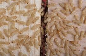 images 7