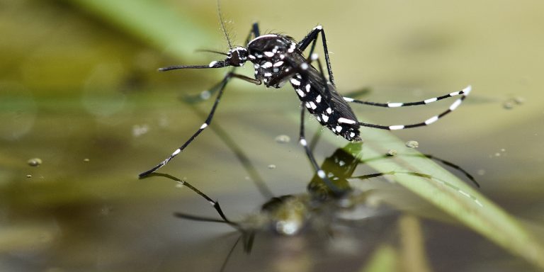 mosquito pest control 768x384