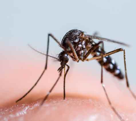 mosquito removal service in adelaide2