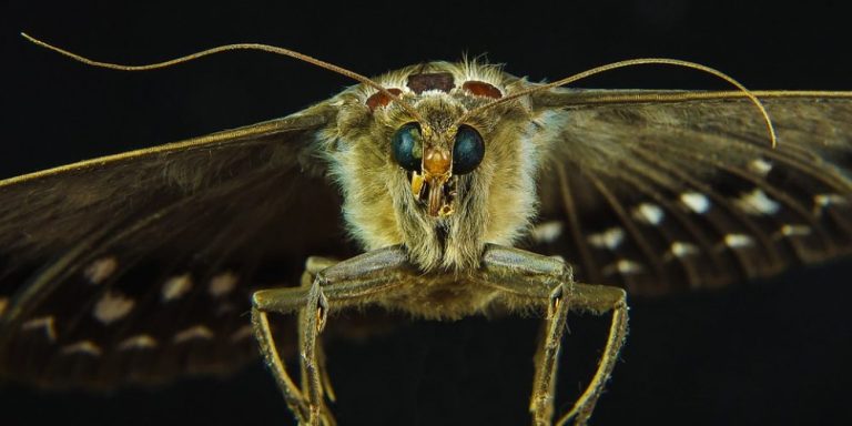 moth control 3 768x384