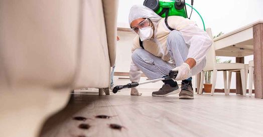 pest control 23