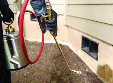professional spider control services 1