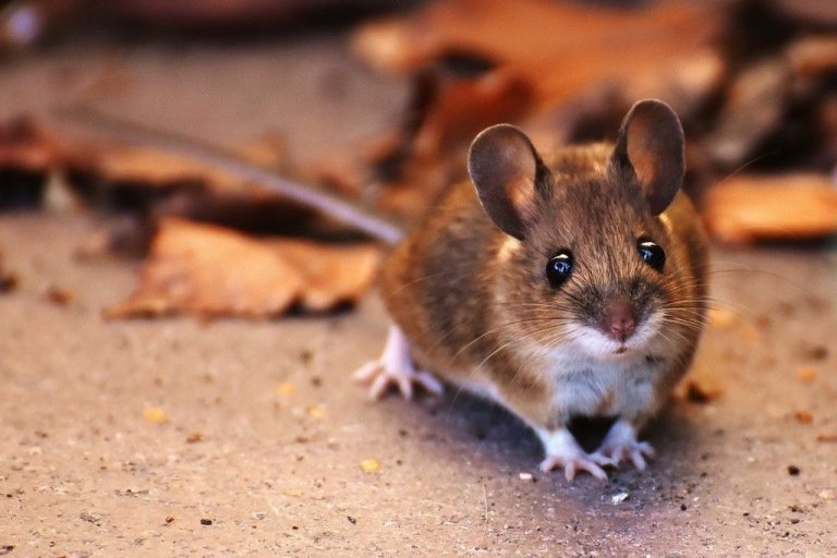 rodent 768x512
