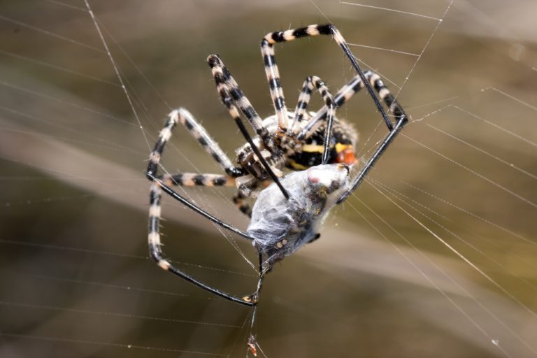 spider control 3 768x512