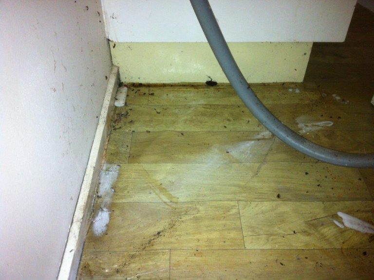 1cockroach problem pest control 768x574