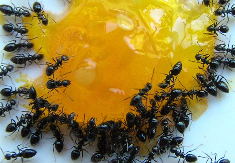 EPM Pest46 768x533