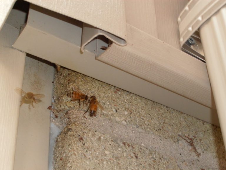 EPM Pest52 768x576