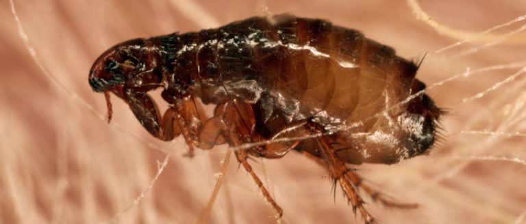 Flea Control 768x328