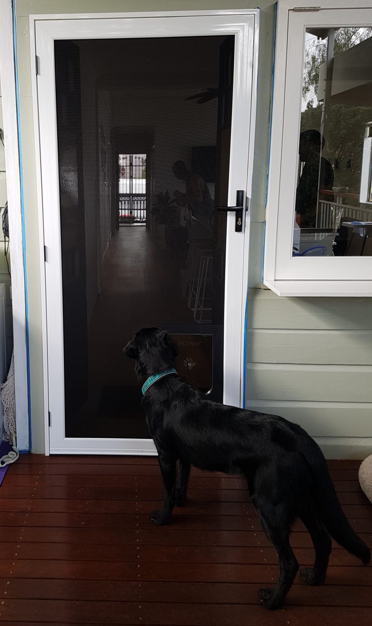 Larger dog learns how to use the new pet door 768x1292