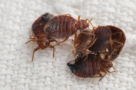 bed bugs1
