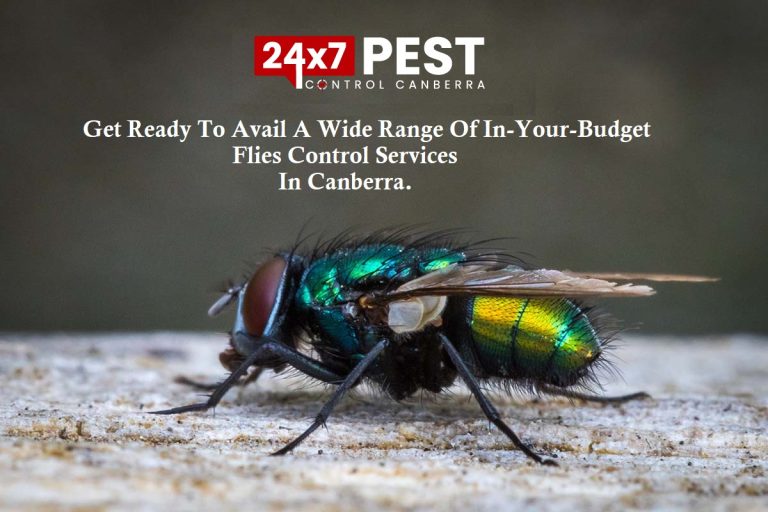 247 Flies control canberra 3 768x512