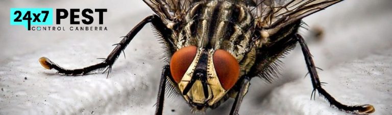 247 Flies control canberra 4 768x226