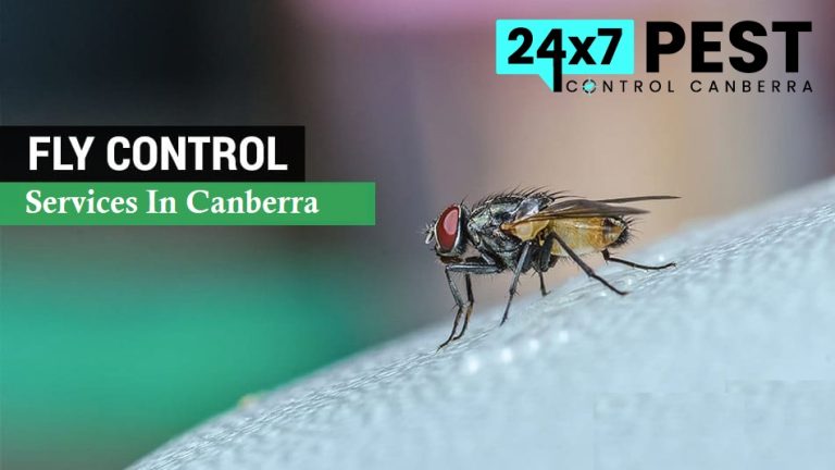 247 Flies control canberra 5 768x432