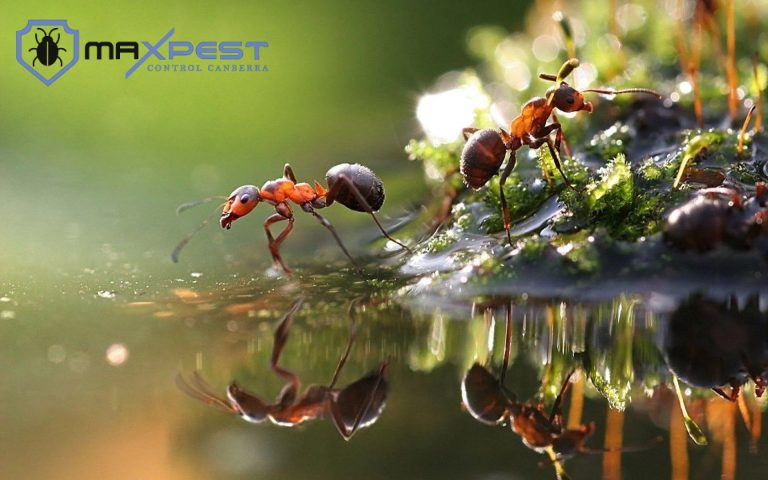 MAX ant control canberra 5 768x480