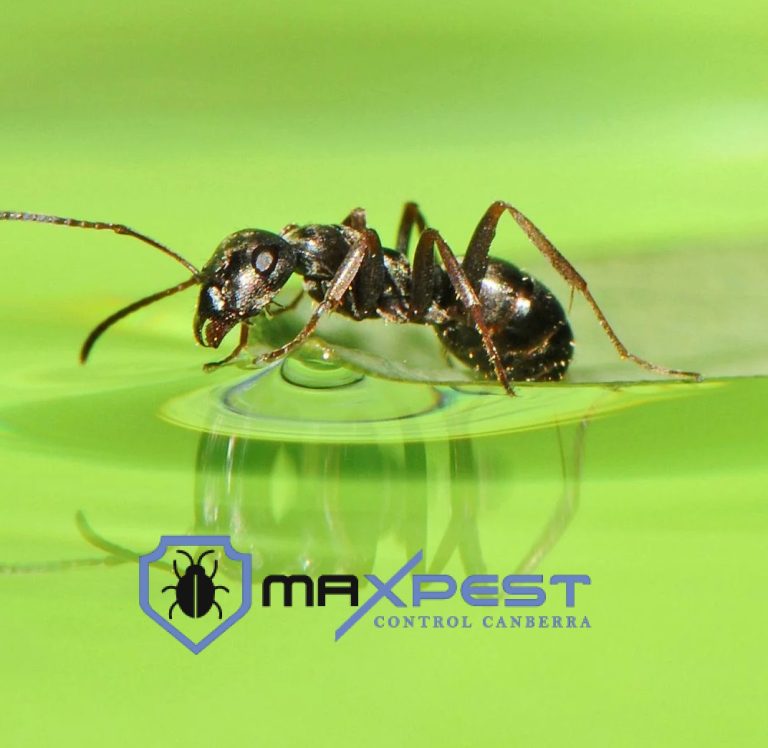 MAX ant control canberra 6 768x748
