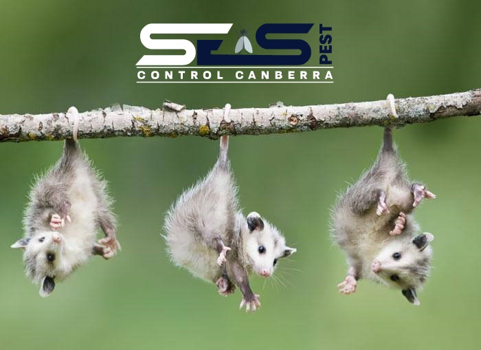 SES possum control canberra 8