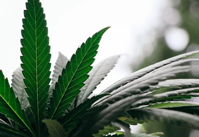 medical cannabis treatment 768x528
