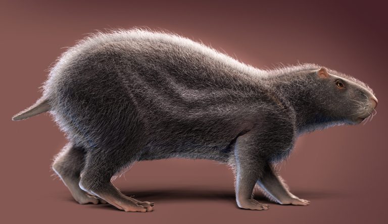 rodent 1 1 768x444