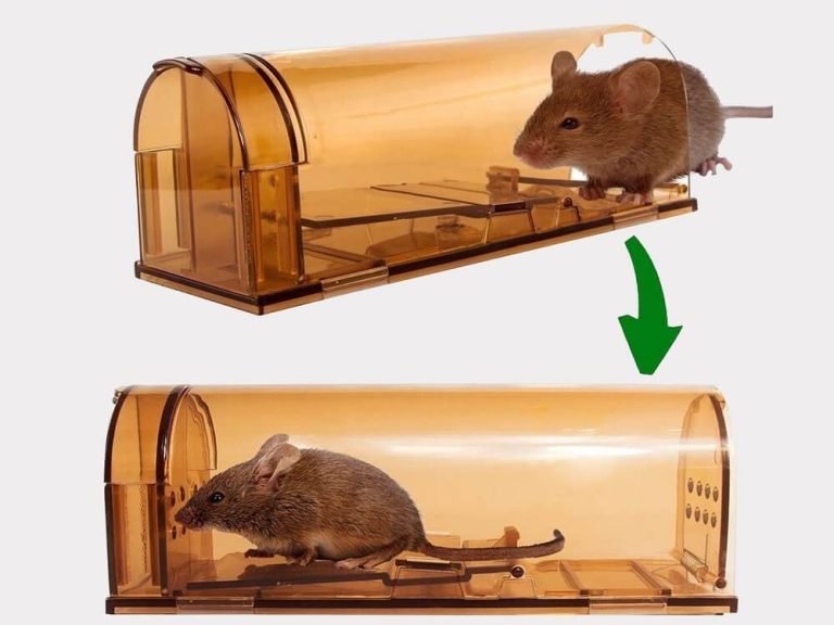 rodent 4 768x576