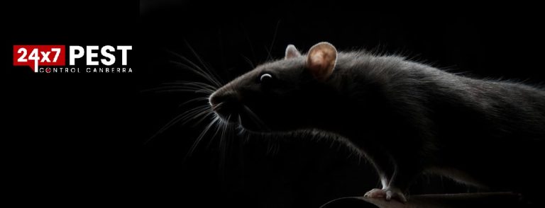 rodent control 768x294