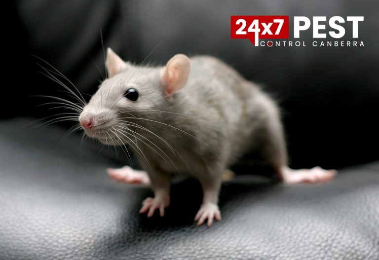 rodent control methods 768x527