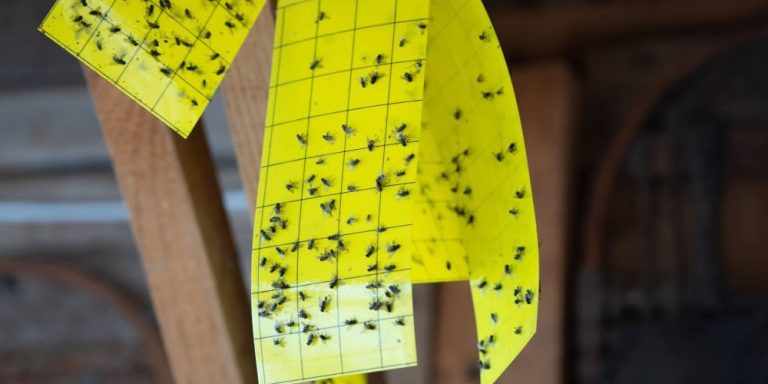 10 step guide to diy pest control 1 768x384