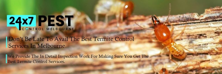 247 Termite control melbourne 8 768x256