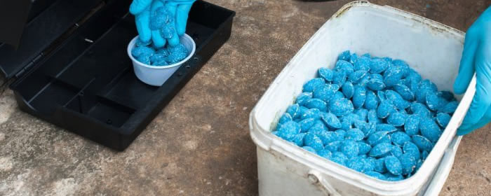 8 reasons you need pest control 2