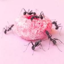 Ant control 12 2