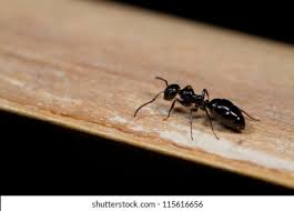 Ant control 21 1