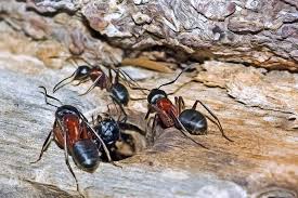 Ant control 22 2
