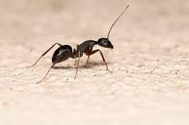 Ant control