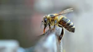 Bee control 21