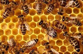 Bee control 22