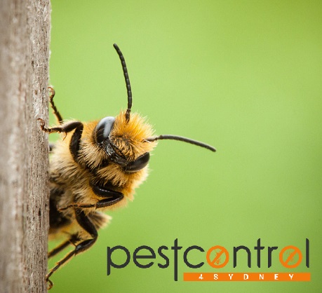Bee control 4 sydney 1