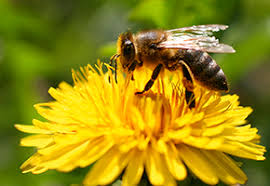 Bee control 55