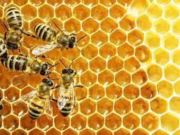Bee control