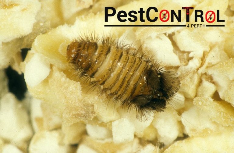 Beetle control Perth 1 768x502