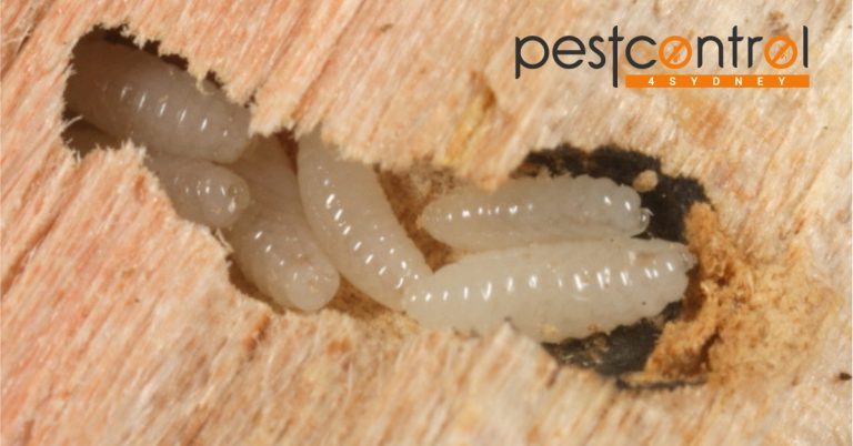 Borer Control Sydney 1 768x402