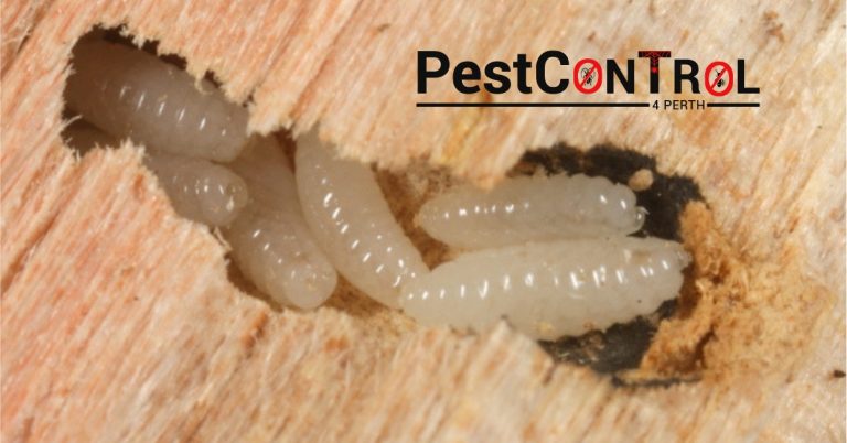 Borer control Perth 1 768x402