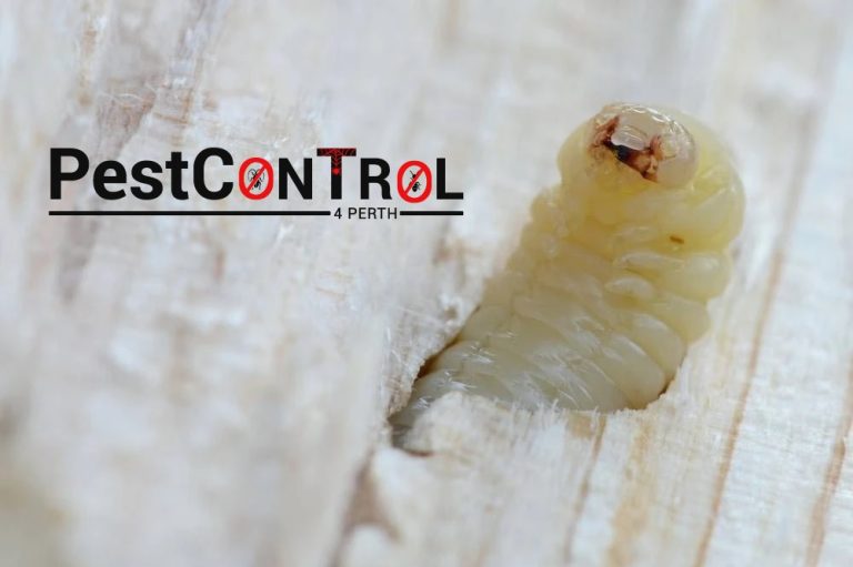 Borer control Perth 768x511