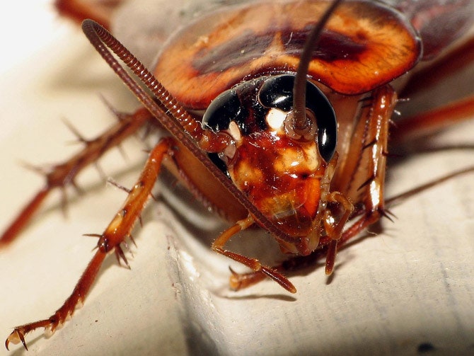 MAX Pest Control Perth 5
