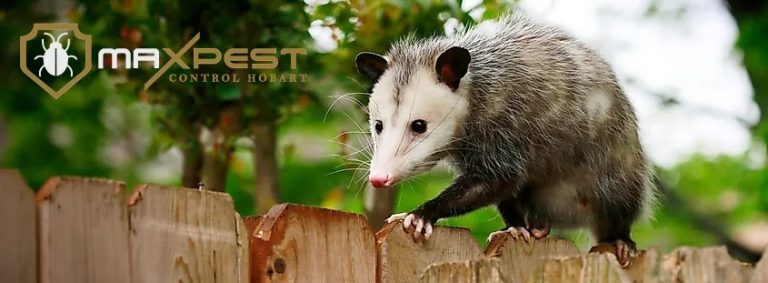 MAX pest control Hobart 1a 768x283