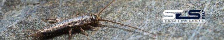 Silverfish Control Sydney 2 768x138
