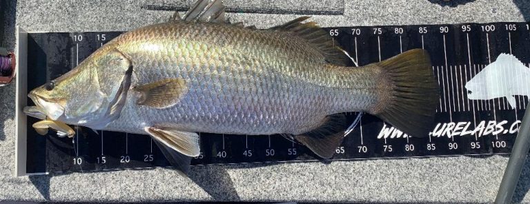 Soft plastic fishing lure barramundi.jpg.opt1013x391o00s1013x391 768x296