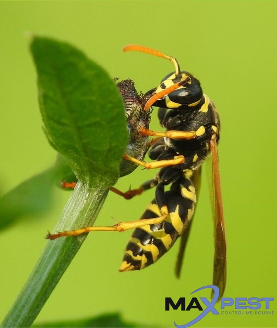 Wasp Control Melbourne 2