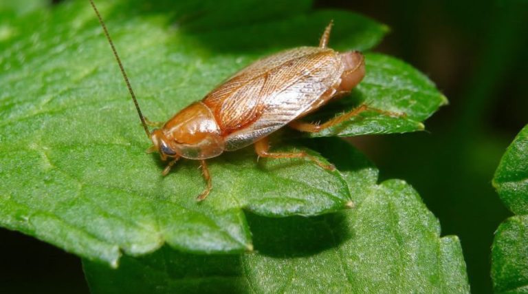american cockroaches 768x427